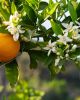 orange flower essential oil