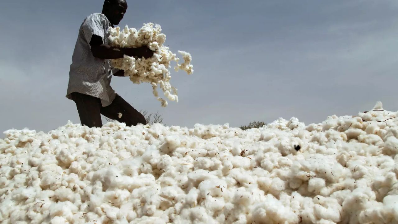 African cotton production and its roots  (Part I)