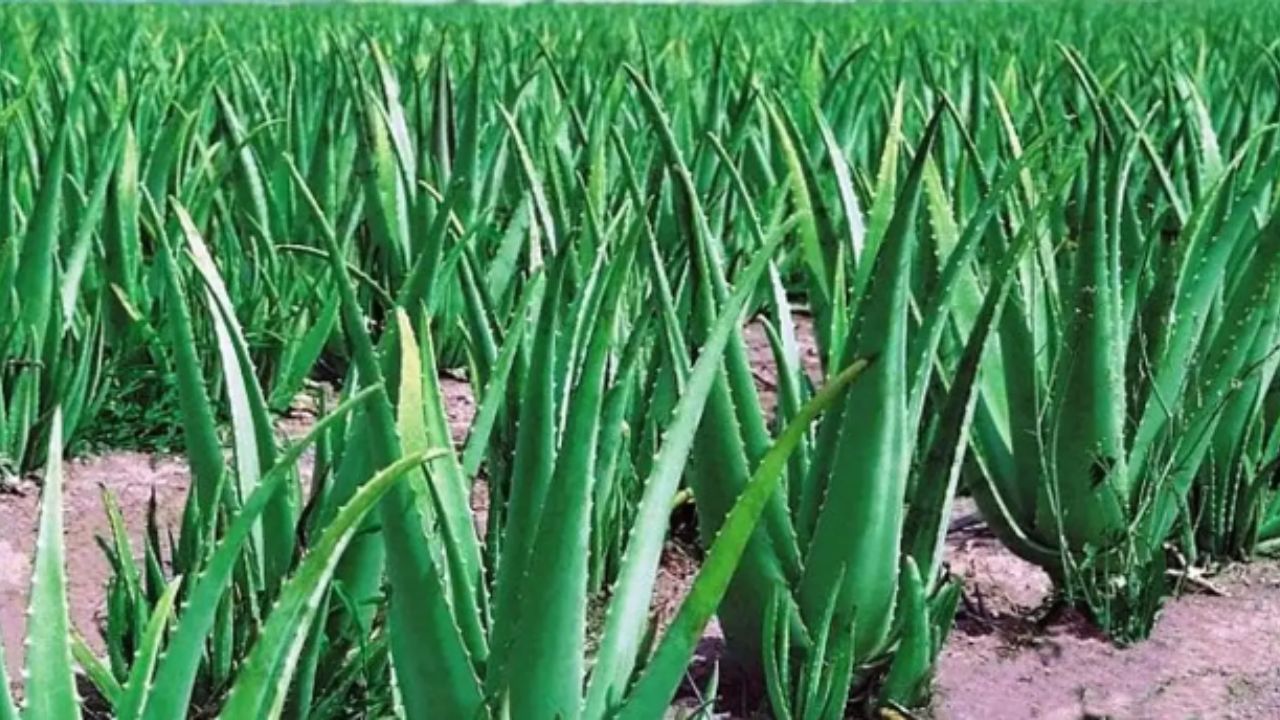 The Benefits Of Aloe Vera In Post-Hair Removal Products.
