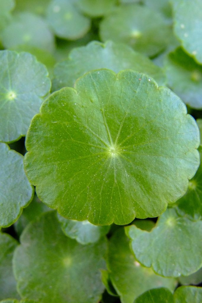 Centella Asiatica