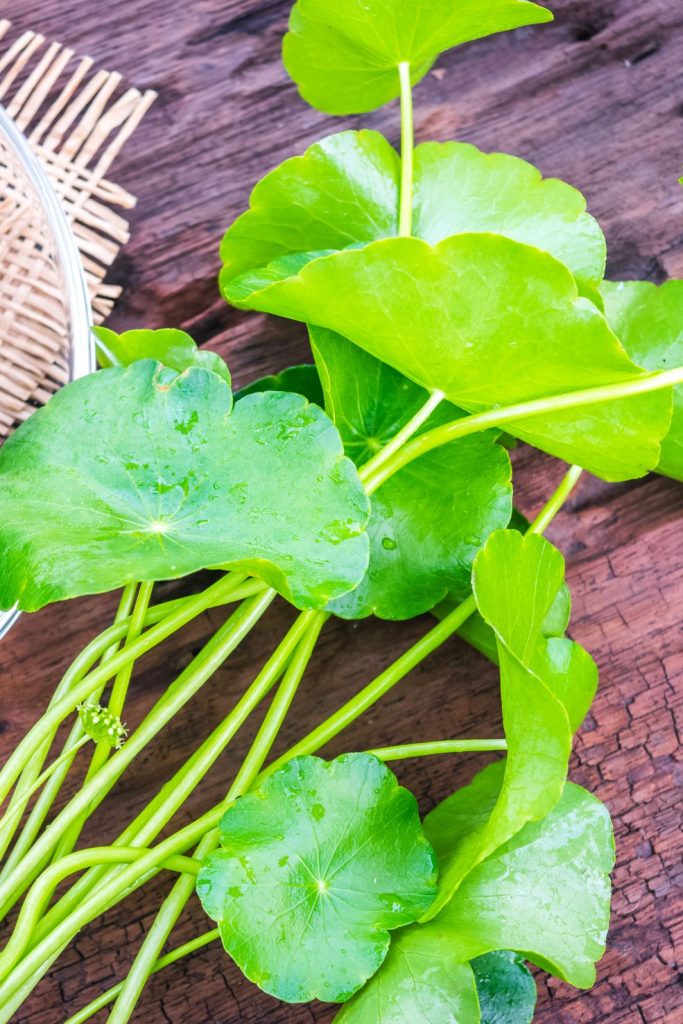 Centella Asiatica Ancient Plant