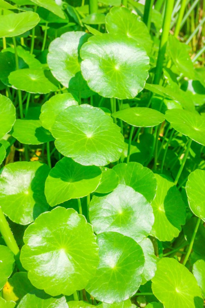 Centella Asiatica plant