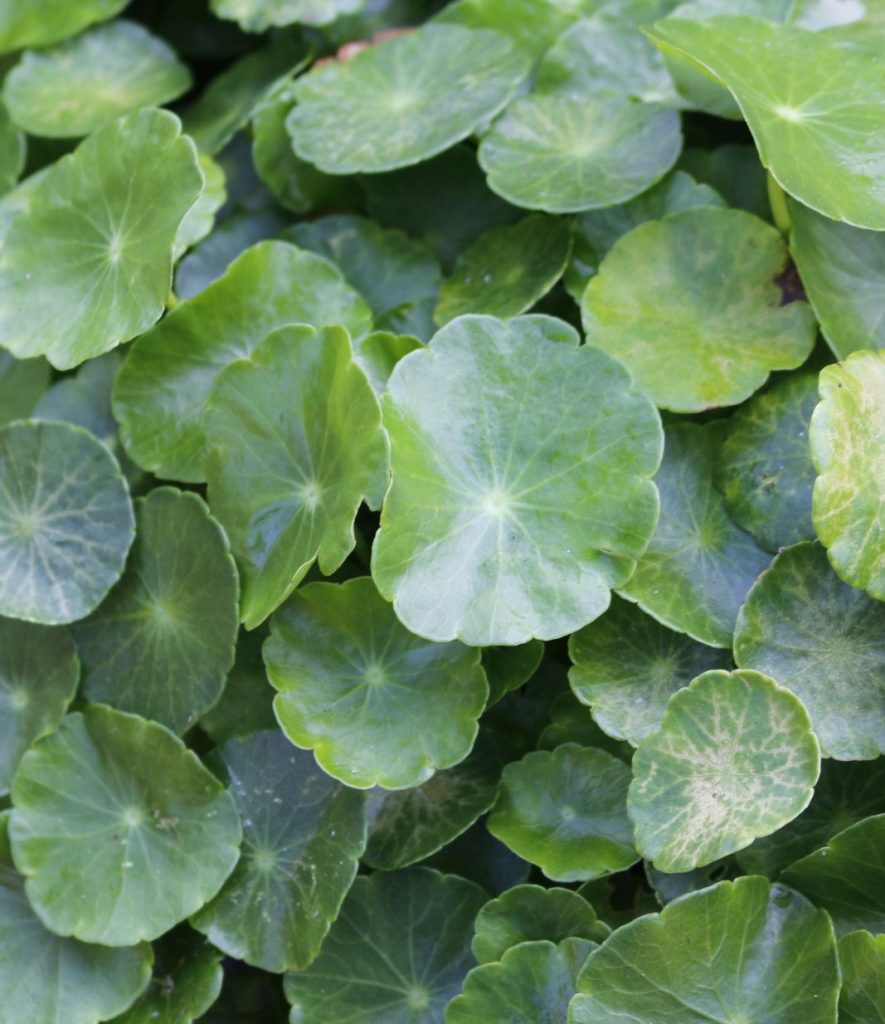Centella Asiatica skin benefits
