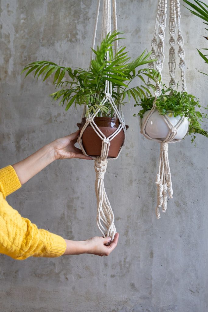 air purifying plants