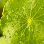 ancient plant centella asiatica