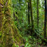 biodiversity