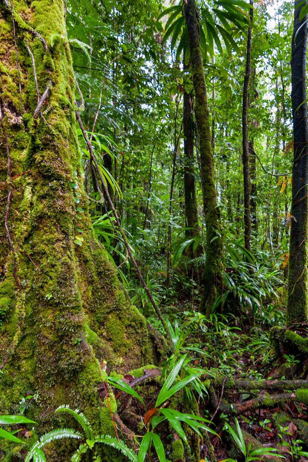 biodiversity