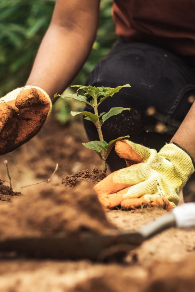 environmental impact