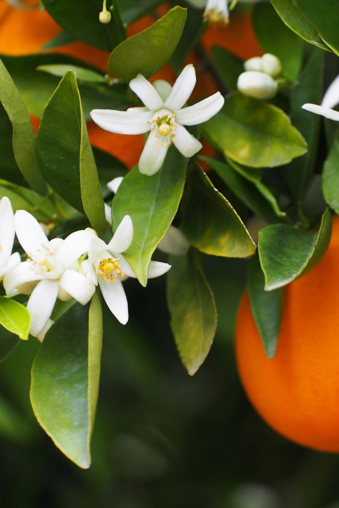 orange blossom