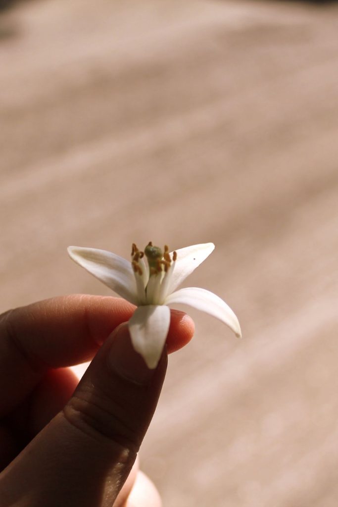 orange blossom perfume