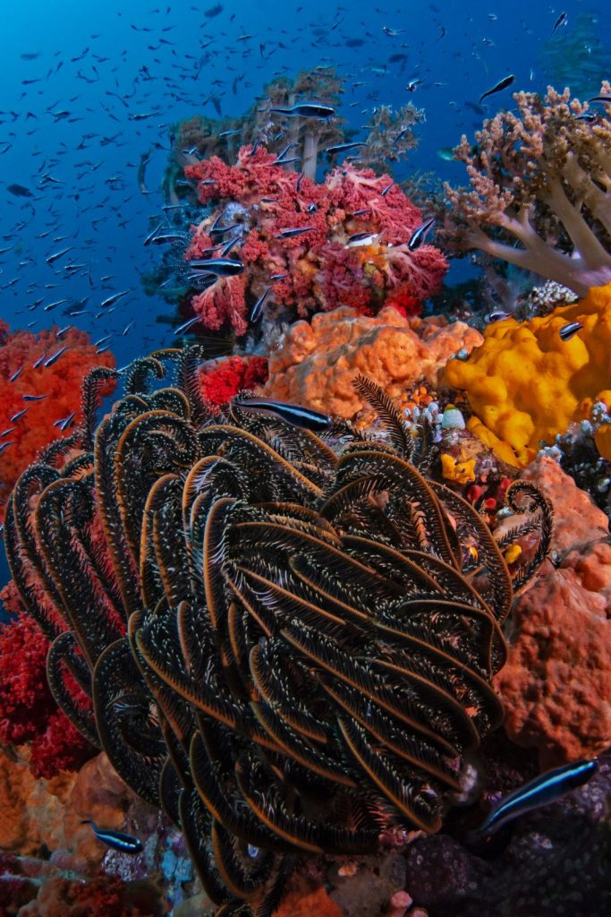 bio diversity
