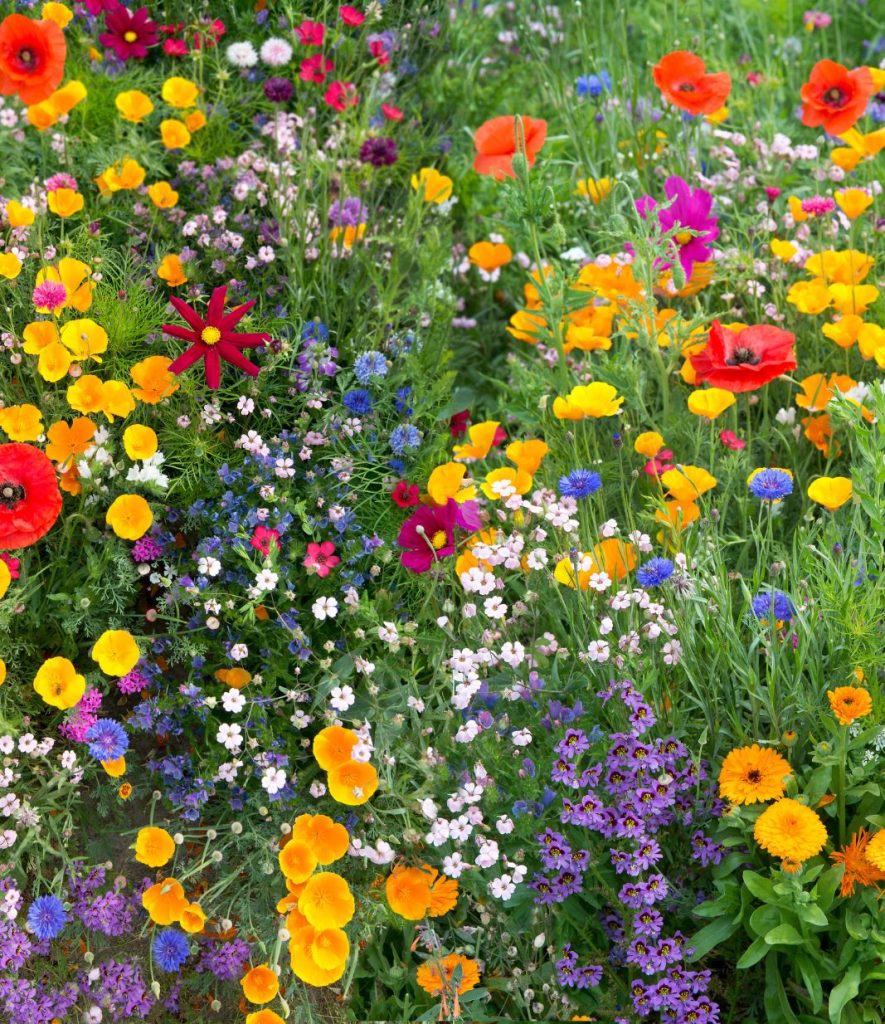 biodiversity