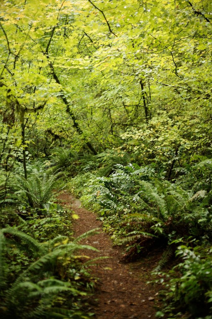 the importance of plant diversity