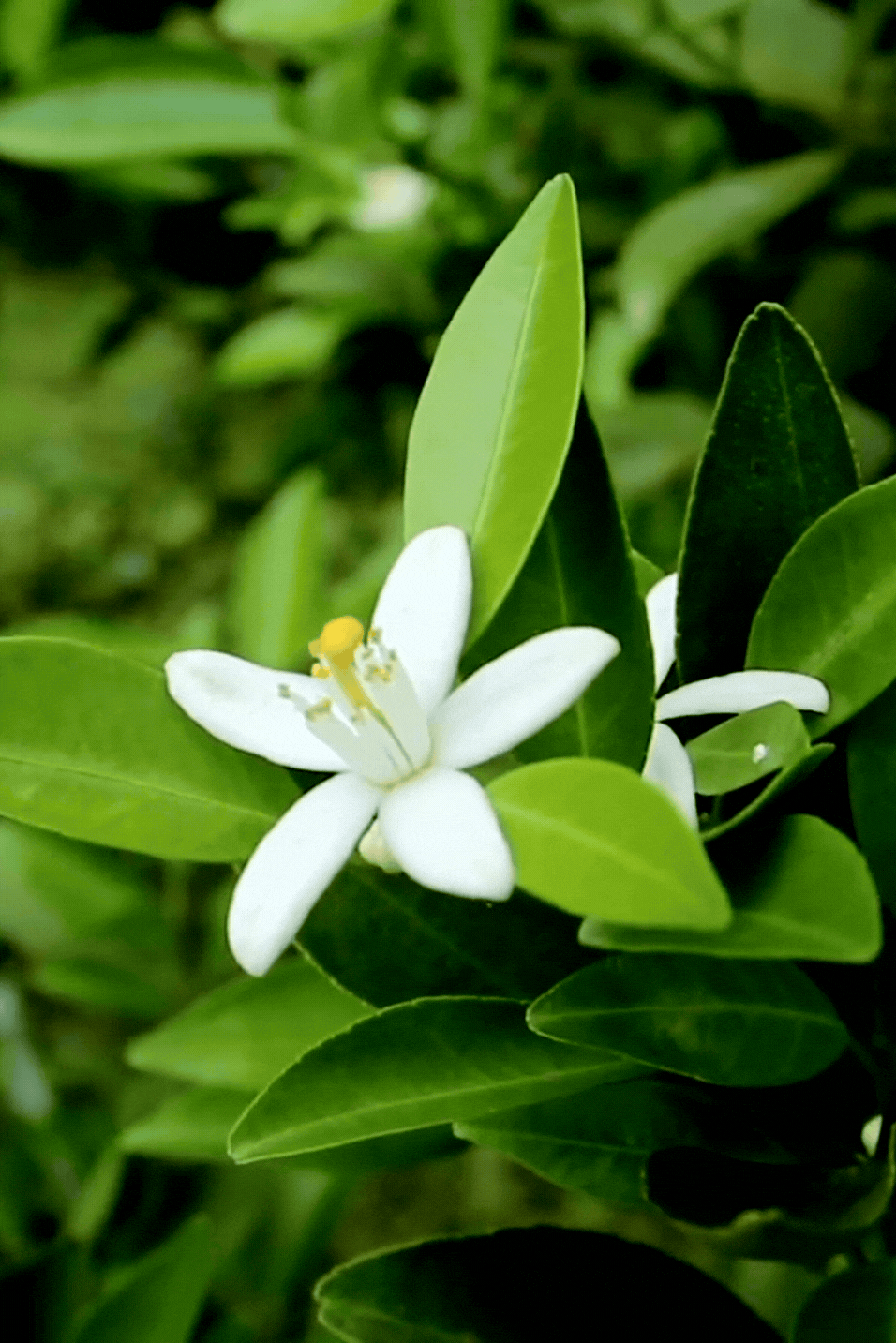 orange-blossom-perfume