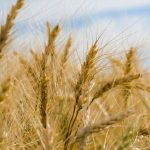 Glyphosate Ban