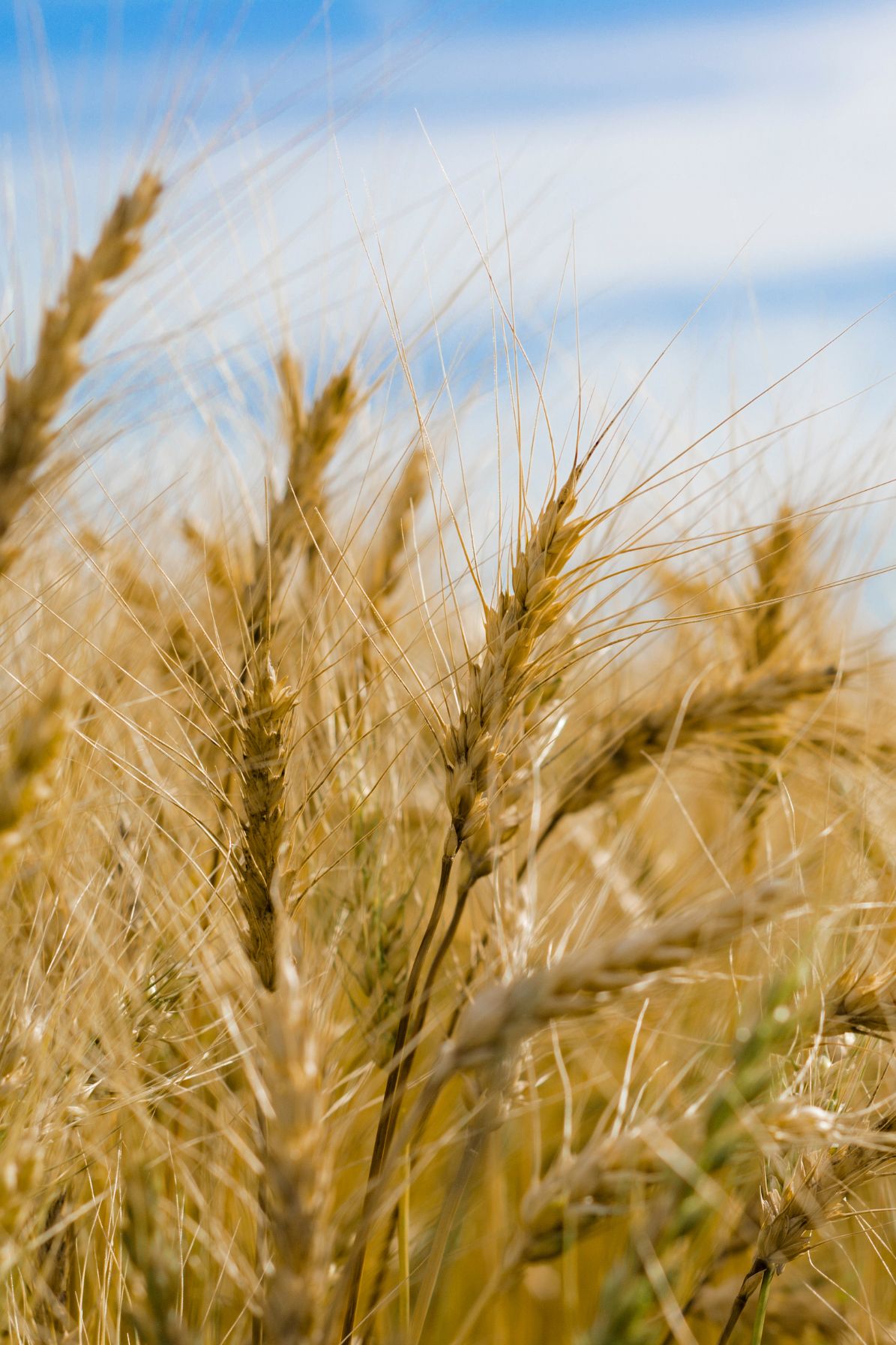 Glyphosate Ban