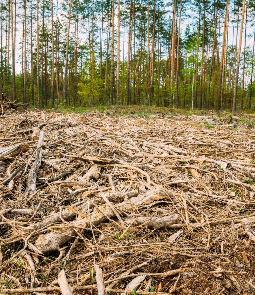 deforestation