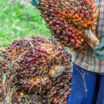 palm oil biofuels