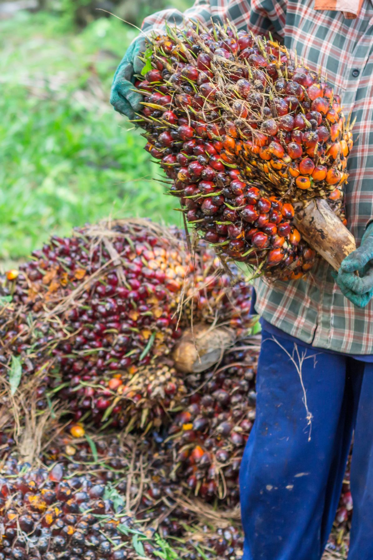 palm oil biofuels